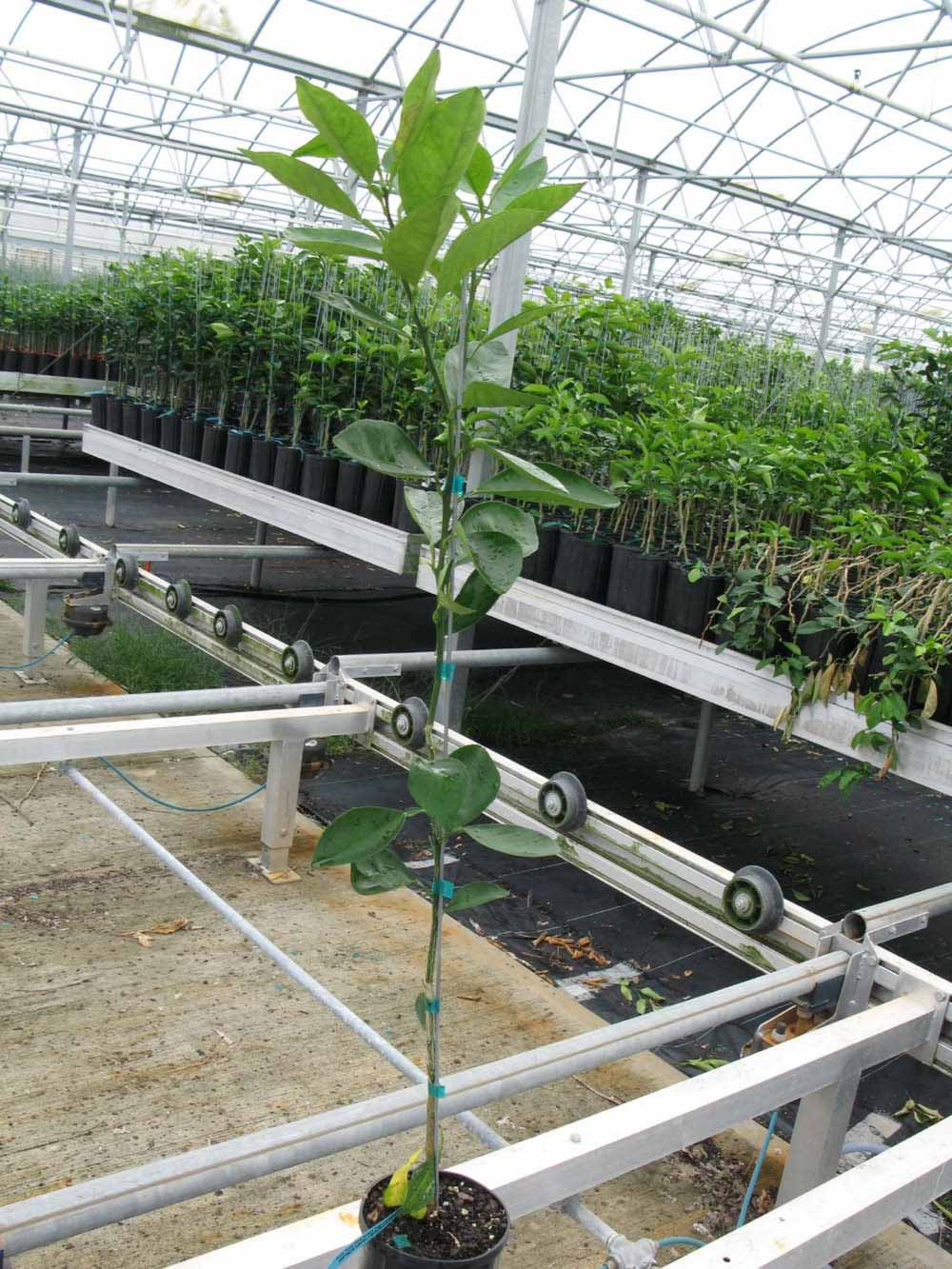            Habit (Phillip Rucks Citrus Nursery, Frostproof, FL)   